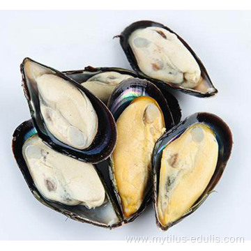 Frozen Cooked Half Shell Mussel